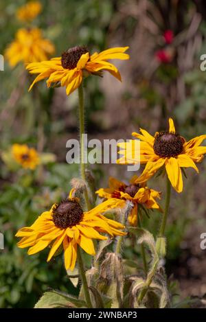 Helios Flame Sunflowers (Helianthus annuus). Bright yellow wild flowers with red, burgundy centre leaves. Stock Photo