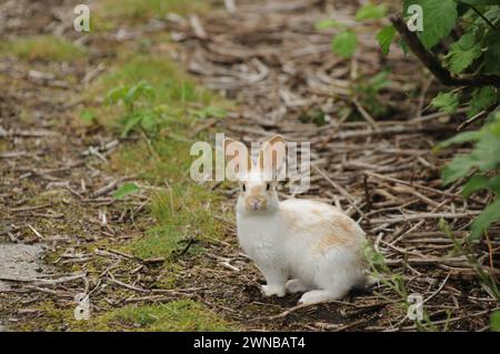 Young wild domesticated rabbit during summer in discovery park washinton state usa Stock Photo