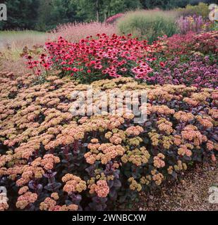 Deep garden border with Sedum 'Matrona' in bloom, Echinacea purpurea Rubinstern (purple coneflowers) with Origanum and grasses beyond, England, UK Stock Photo