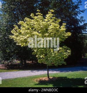 A small Norway Maple tree (Acer platanoides 'Drummondii') growing in RHS Rosemoor Gardens in July in the 1990s, Great Torrington, Devon, England, UK Stock Photo