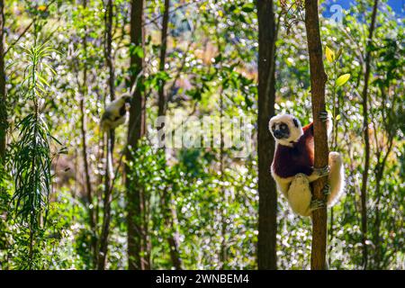 Coquerel Sifaka in its natural environment in a national park on the island of Madagascar Stock Photo