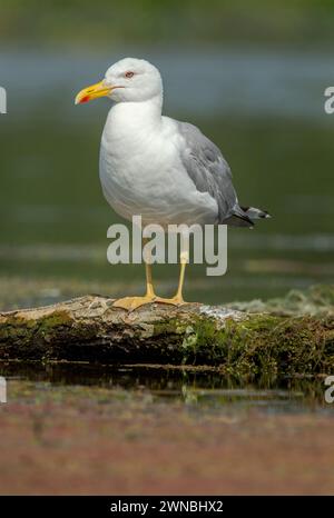 Yellow-legged gull (Larus michahelliss) in summer plumage standing on a log at waters edge Stock Photo