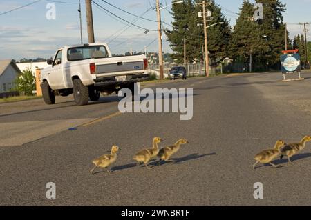Goose Development Seattle Canada geese parents and goslings during summer on and around a road in ...