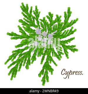 Christmas decor. Natural branches of cypress with  cones. Medicinal plants. Alternative medicine. Isolated without a shadow. Stock Photo