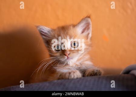 Orange Tabby kitten Stock Photo