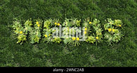 Weeds And Lawn Care or Weed Control and Yard problems as unwanted plants on a green grass field as a symbol of herbicide and pesticide use. Stock Photo