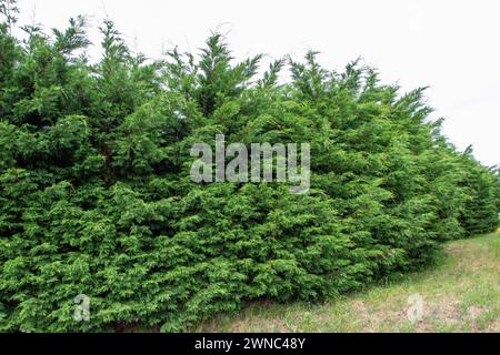 Thuja occidentalis or northern white-cedar or swamp cedar evergreen coniferous trees. Thuja ornamental plants in a row. Arborvitae low maintenance hed Stock Photo
