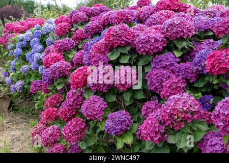 Dark purple and blue hydrangea macrophylla flowering plants in the garden. Hortensia flowers. Stock Photo