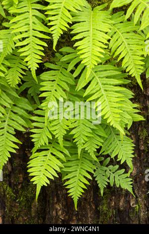 Licorice ferns (Polypodium glycyrrhiza) along Rail Trail Boardwalk, Ankeny National Wildlife Refuge, Oregon Stock Photo