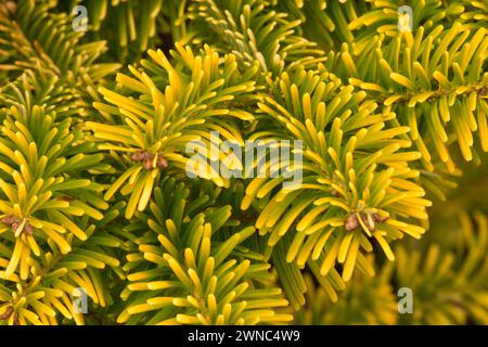 Nordmann fir (Abies nordmanniana), Oregon Garden, Silverton, Oregon Stock Photo