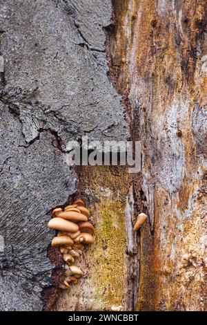 Colony of fungi growing on a rotting log in the rain forest of Dominica ...