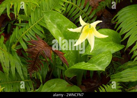 Fawn lily (Erythronium oregonum), Bushs Pasture Park, Salem, Oregon Stock Photo