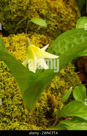 Fawn lily (Erythronium oregonum), Bushs Pasture Park, Salem, Oregon Stock Photo