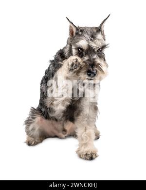 miniature schnauzer dog raised his paw to his muzzle sitting isolated on a white background Stock Photo