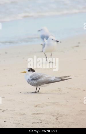 A Tern with Seagulls in the Background on the Beach at Busselton, Western Australia Stock Photo