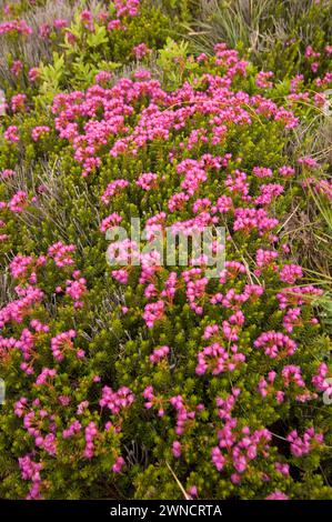 Delicate Pink Mountain Heather bushes in full bloom close to the top of mt Bandera Cascades Washinton State USA Stock Photo