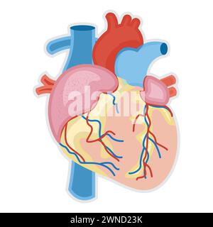 Human Body Anatomy. Vector Illustration isolated on white background ...