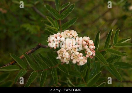 Sitka Mountain Ash Sorbus sitchensis  in alpine medows on mt Bandera Cascades Washington State USA Stock Photo