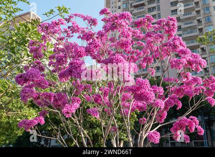 beautiful blooming Tabebuia Rosea or Tabebuia Chrysantha Nichols under blue sky horizontal composition Stock Photo