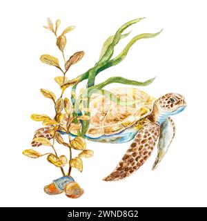 Sea turtle and algae watercolor. Illustration on a marine theme isolated on a white background. Design element for cards, invitations, labels, travel Stock Photo