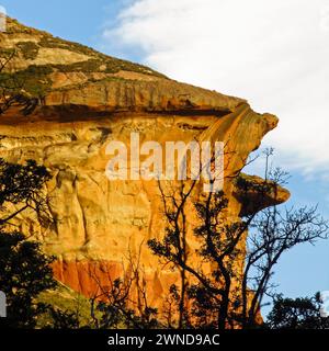 Branche Silhouette in front of the  golden coloured mushroom rock in the Golden Gate Highlands National Park of South Africa Stock Photo
