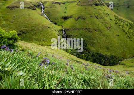 Picturesque view of the Mahai falls, with wild agapanthus flowering in the foreground. Stock Photo