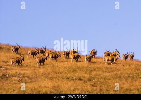 An eland herd, Taurotragus oryx, against the pale blue-sky walking over a mountain ride in the Drakensberg mountains of South Africa Stock Photo