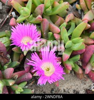 Coastal pigface (Carpobrotus virescens) occurs on coastal limestone cliffs and dunes Stock Photo