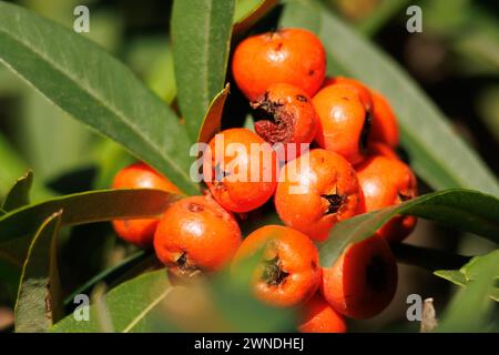 Fruits of the Pyracantha coccinea bush turned orange by the sun in the morning in the Fuente Roja natural park in Alcoy, Spain Stock Photo