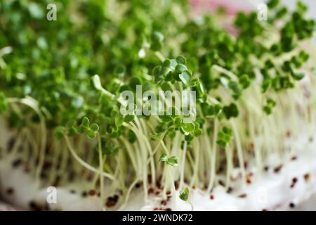 Close up of fresh broccoli sprouts or microgreens Stock Photo