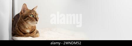 Bengal cat resting on a cat mat. Copy space. Stock Photo