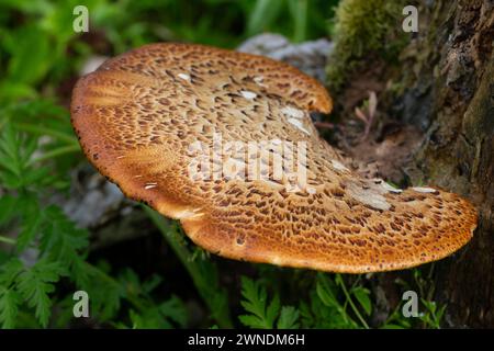 Cerioporus squamosus, also known as Pheasant's back mushrooms and dryad's saddle, is a basidiomycete bracket fungus found growing on dead trees Stock Photo