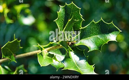 prickly holly on El Vendrell mountain, Tarragona, Catalunya, Spain, Europe Stock Photo