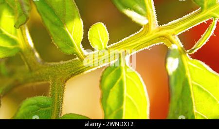 Basil sprouts in a pot for backgrounds Stock Photo