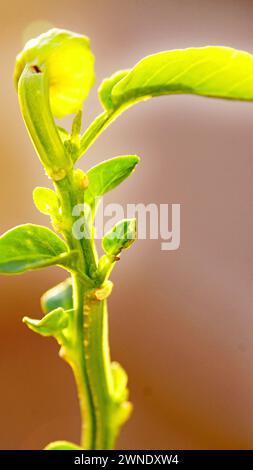 Basil sprouts in a pot for backgrounds Stock Photo