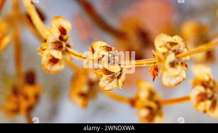 Basil sprouts in a pot for backgrounds Stock Photo