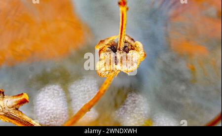 Basil sprouts in a pot for backgrounds Stock Photo