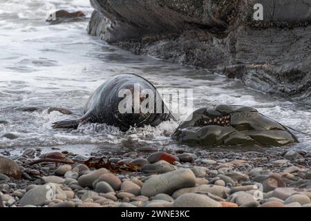 Between a rock and a hard place. Big Bull Seal comes ashore. This beachmaster ruled the mating rights on a beach in Berwickshire, Scotland, UK. Stock Photo