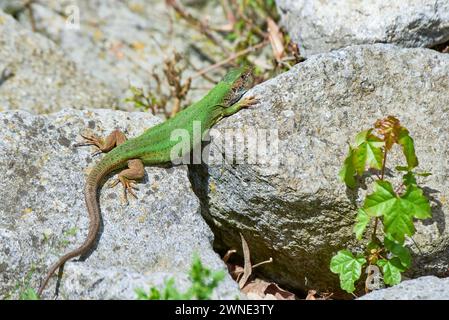 European green lizard sunbathing on the rock (Lacerta viridis) Stock Photo