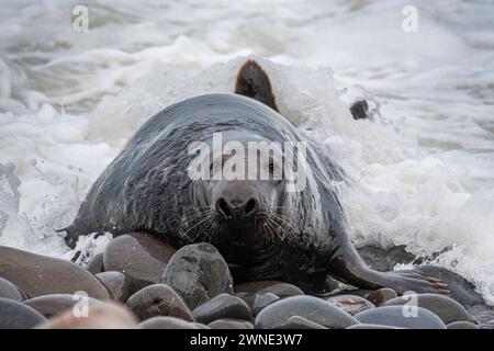 Big Bull Seal comes ashore. This beachmaster ruled the mating rights on a beach in Berwickshire, Scotland, UK. Stock Photo