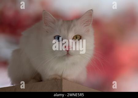 Blue and yellow odd eyed Van cat, Turkey Stock Photo