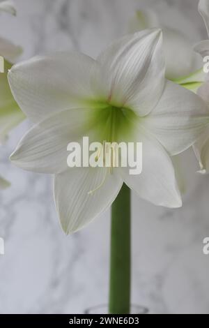 Close-up of a beautiful white Hippeastrum flower Stock Photo