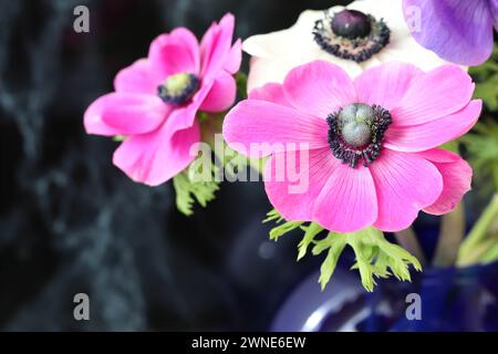 Close-up of gorgeous pink anemones against a dark background, copy space Stock Photo