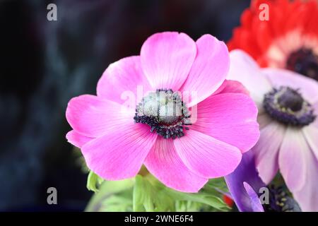 Close-up of a beautiful pink anemone coronaria flower against a dark background Stock Photo