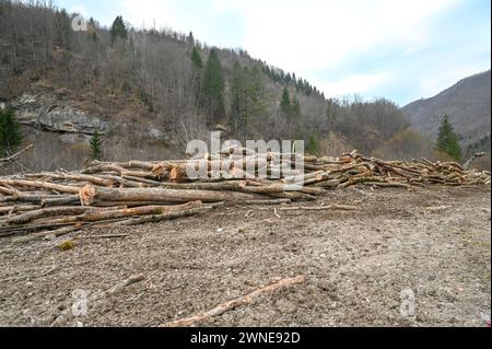 Trees cut down in the forest on the mountain. Stacks of firewood. Cut logs are stacked near sawmill. Pile of felled tree trunks. Trunks of trees cutte Stock Photo