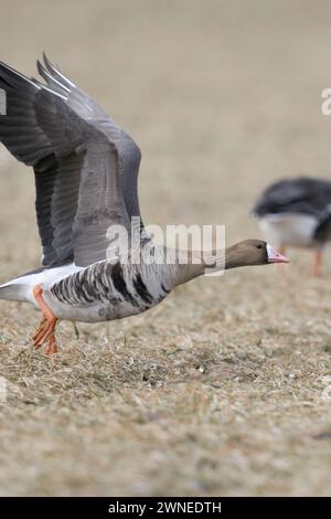 White-fronted Goose  ( Anser albifrons ), taking off from a stubble field with two feeding geese in the background, wildlife, Europe. Stock Photo