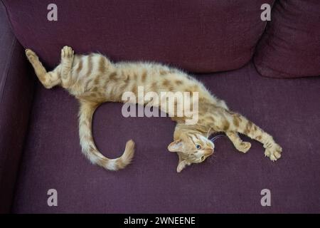 A ginger tabby cat, stretching on a sofa covered with its own shed hair. Stock Photo