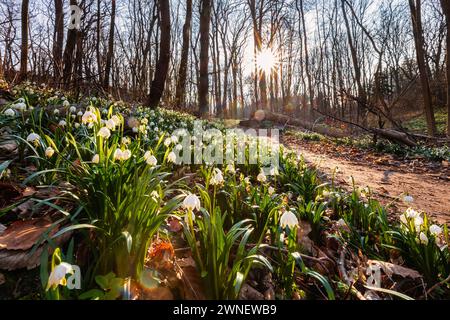 Frühblüher Winterlinge und Märzenbecher Naturschutzgebiet Zehling Ballenstedt Stock Photo