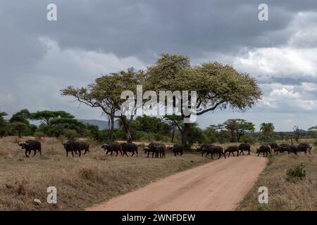 Serengeti, Tanzania, October 29, 2023. herd of buffalo crossing the road Stock Photo