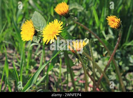 Large blooming dandelions in green grass. Blossoming yellow flowers in thick grass on a meadow. Beautiful, yellow, spring flowers. Taraxacum Stock Photo